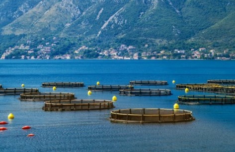 Antibiotic Usage Among Chilean Fish Farms Down 30% in 2016